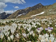 46 Distese di Crocus vernus con vista verso il Monte Fioraro